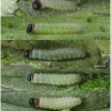 pyr carthami larva3 volg